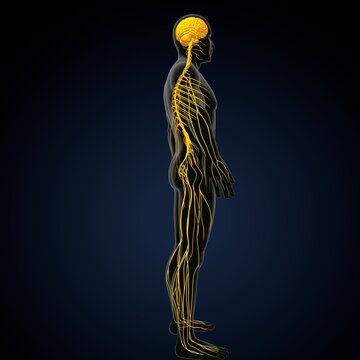 human brain, nerves with circulatory system. 3d render