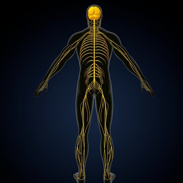 human brain, nerves with circulatory system. 3d render