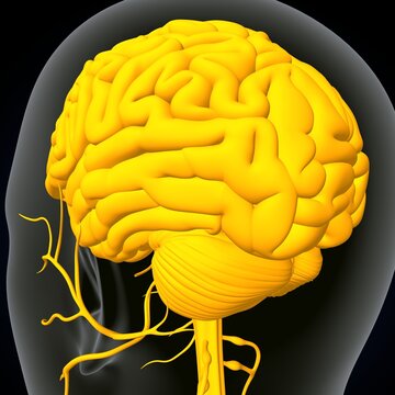 human brain, nerves with circulatory system. 3d render