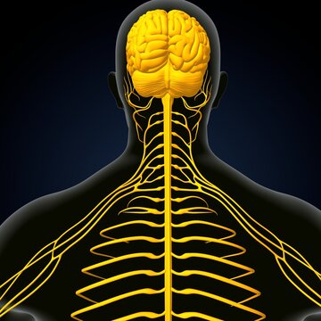 human brain, nerves with circulatory system. 3d render