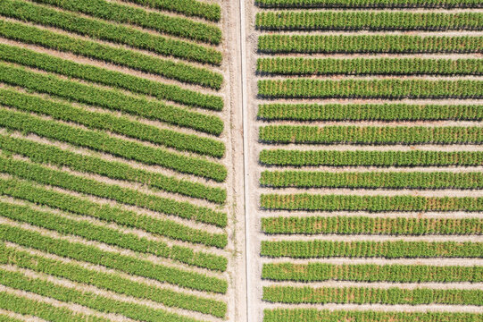 Aerial View of Neatly Arranged Leeks in Agricultural Field