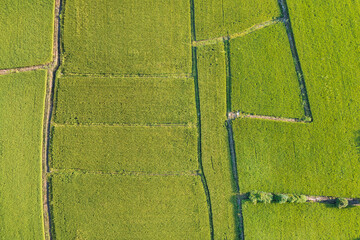 Aerial View of Green Agricultural Paddy Rice Fields
