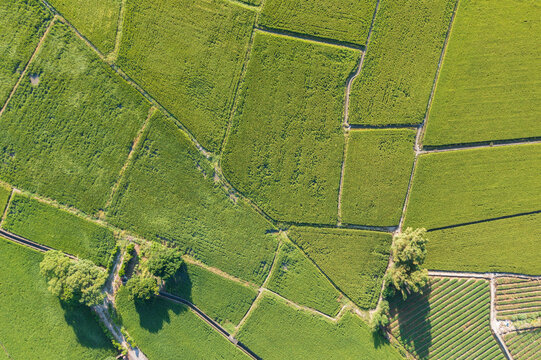 Aerial View of Green Rice Fields and Tree in Taiwan