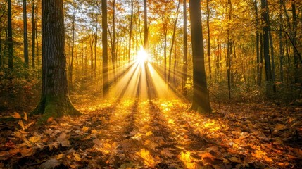 Obraz premium Golden sun rays illuminate autumn forest floor.