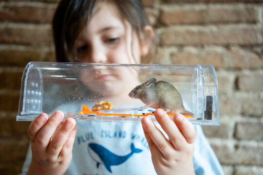 Mouse alive in Humane trap