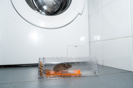 Mouse alive in Humane trap at home