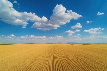 Fototapeta premium Golden wheat field under a vibrant blue sky with fluffy white clouds.