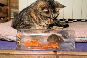 Cat and rat alive in Humane trap