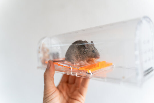 Mouse alive in Humane trap