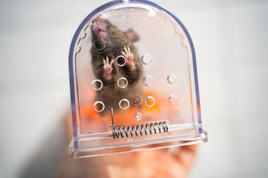 Mouse alive in Humane trap