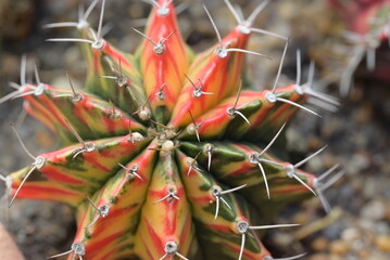 Close-up of colorful Gymnocalycium cactus. The cacti are clump-like plants with round shapes and sharp thorns. The ornamental plant is used for decorating the garden.