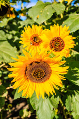 Obraz premium Three sunflowers are in a field of green leaves