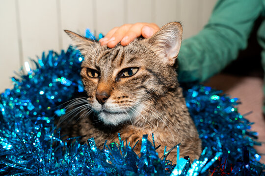 Cat Sparkling Christmas Decor