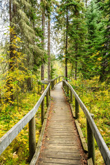 A wooden bridge over a forest with trees on both sides