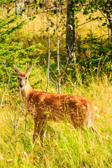 A deer is standing in a field of tall grass