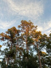 Obraz premium autumn trees in the sky