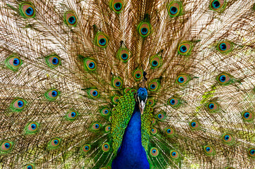 Obraz premium A vibrant peacock with its colorful feathers fully fanned out, showcasing a stunning display of bright green, blue, and eye-like patterns, capturing the beauty and elegance of this magnificent bird.