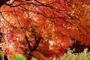 カラフルに色づくもみじの風景