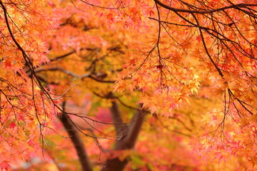 包み込まれるように綺麗な雰囲気のモミジの葉