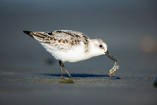 Sanderling with Foof
