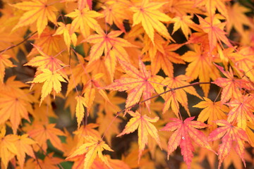 赤色に変わりつつあるもみじの葉