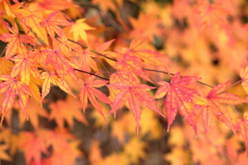 赤色に変わりつつあるもみじの葉