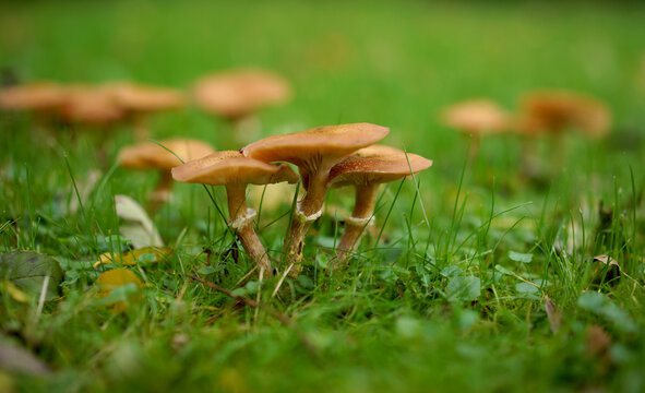 Fungi growing in the grass