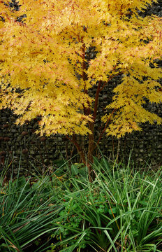 Japanese maple tree in a garden