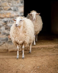 Two fluffy Merino sheep stand outside a stone barn, 