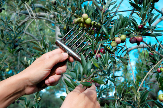 man harvesting arbequina olives in spain