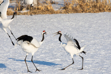 北海道　冬のタンチョウの求愛ダンス