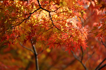 包み込まれるように綺麗な雰囲気のモミジの葉