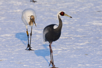 タンチョウと北海道で過すカナダヅル