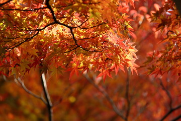包み込まれるように綺麗な雰囲気のモミジの葉
