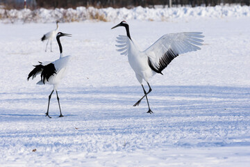 北海道　冬のタンチョウの求愛ダンス