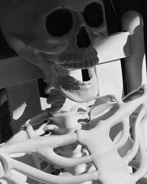 Skeleton