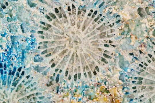 Unique pattern of natural agatized fossil coral detailed texture