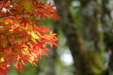 赤色に変わりつつあるもみじの葉