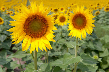 A vibrant field of sunflowers in full bloom, with two large sunflowers prominently in the foreground, showcasing their bright yellow petals and detailed centers