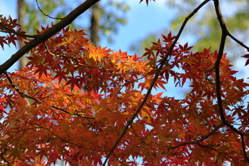 赤色に変わりつつあるもみじの葉