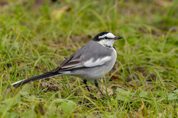 雑草の中の虫を求めるハクセキレイ
