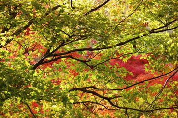 カラフルに色づくもみじの風景