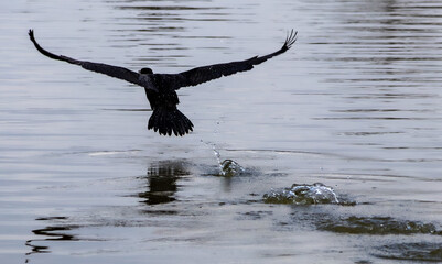 Cormorant taking off in flight from lake