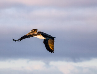 Pelican flying in the sky