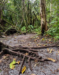 Okeeheelee Park South MTB Biking Trail, West Palm Beach, Florida