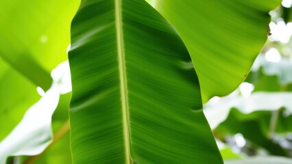 Vibrant Green Leaves Nature Photography Wall Art Home Decor Nature Lovers Gift