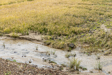 豪雨災害で土砂が流れ込んだ秋の水田