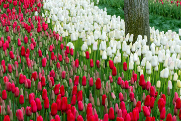 Fototapeta premium A vibrant garden filled with rows of red and white tulips in full bloom, creating a colorful natural pattern with a large tree trunk in the background.