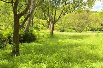 Fototapeta premium A vibrant summer day in a lush park, with shadows cast by tall trees over the grassy floor. The serene setting offers a cool retreat from the heat.