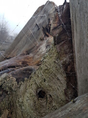 Spiderwebs on driftwood